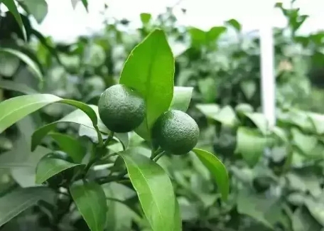 1591924140845996.jpg 微信圖片_20200611103234.jpg